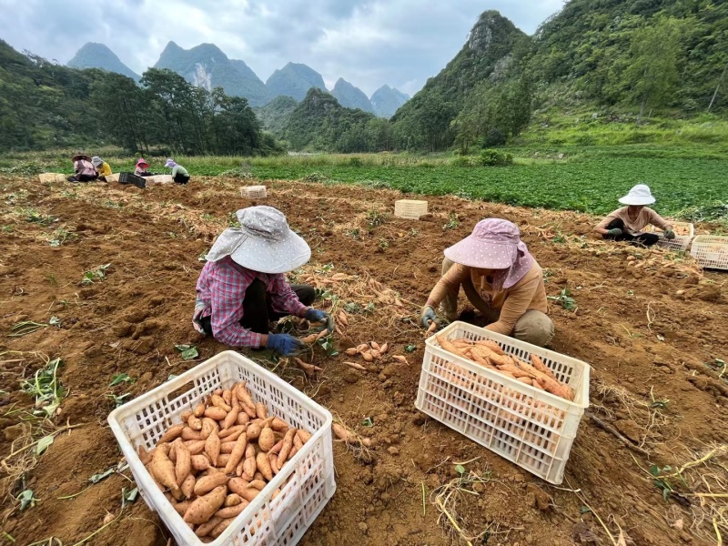 贵州紫云红芯红薯