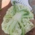 热卖精选菜花松花菜有机花菜产地直供各大商超市场电商来电