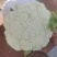 热卖精选菜花松花菜有机花菜产地直供各大商超市场电商来电