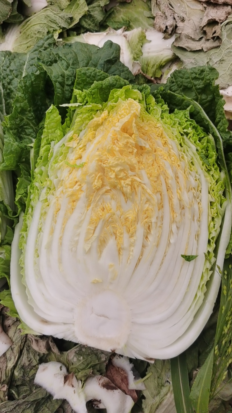 热卖精选玲珑黄心大白菜，产地直供，可对接电商商超工厂加工