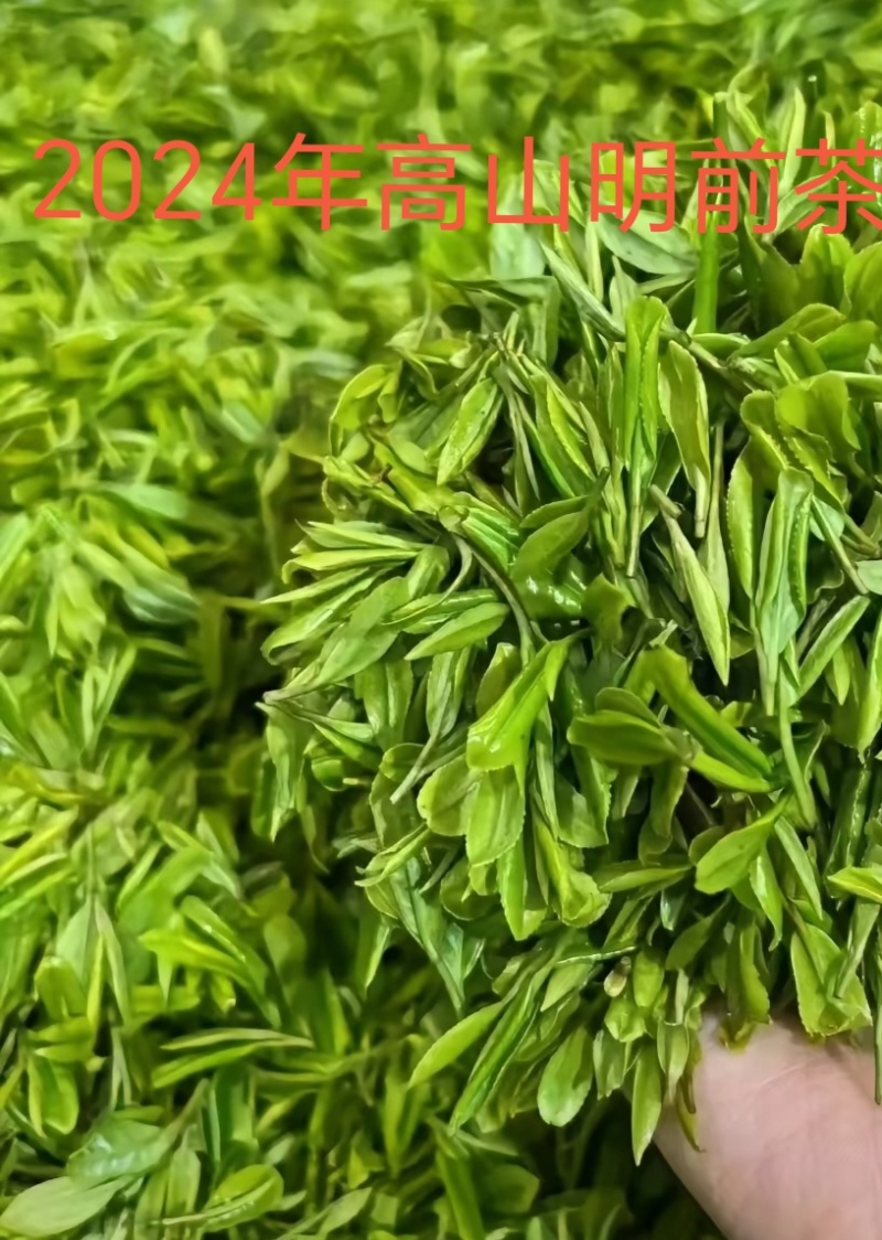 高山绿茶