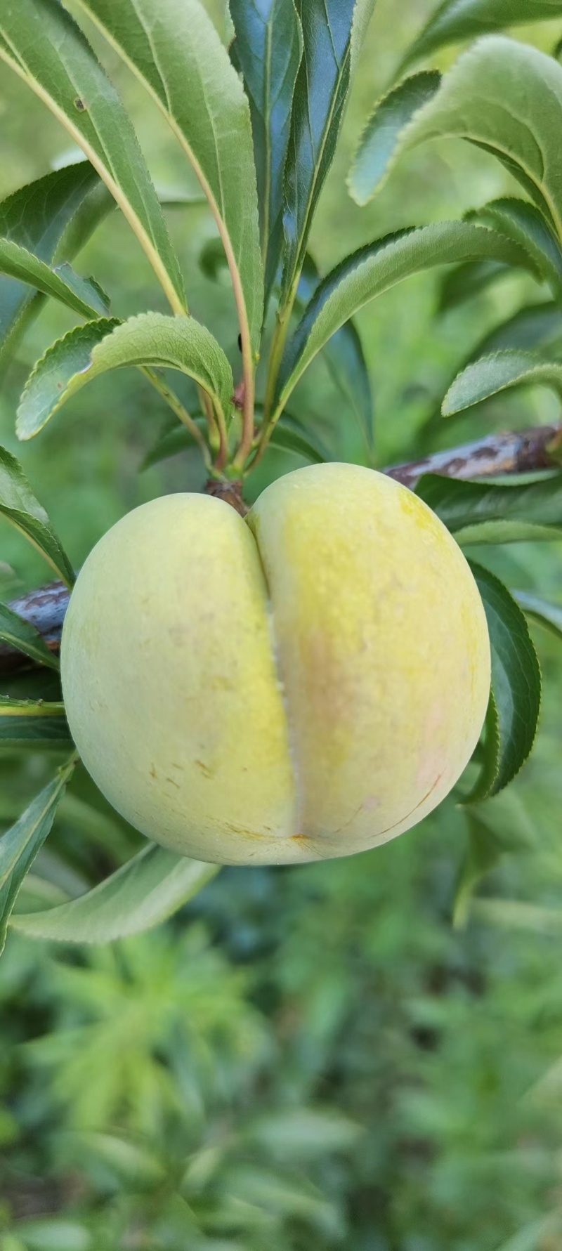 正中贵州蜂糖李