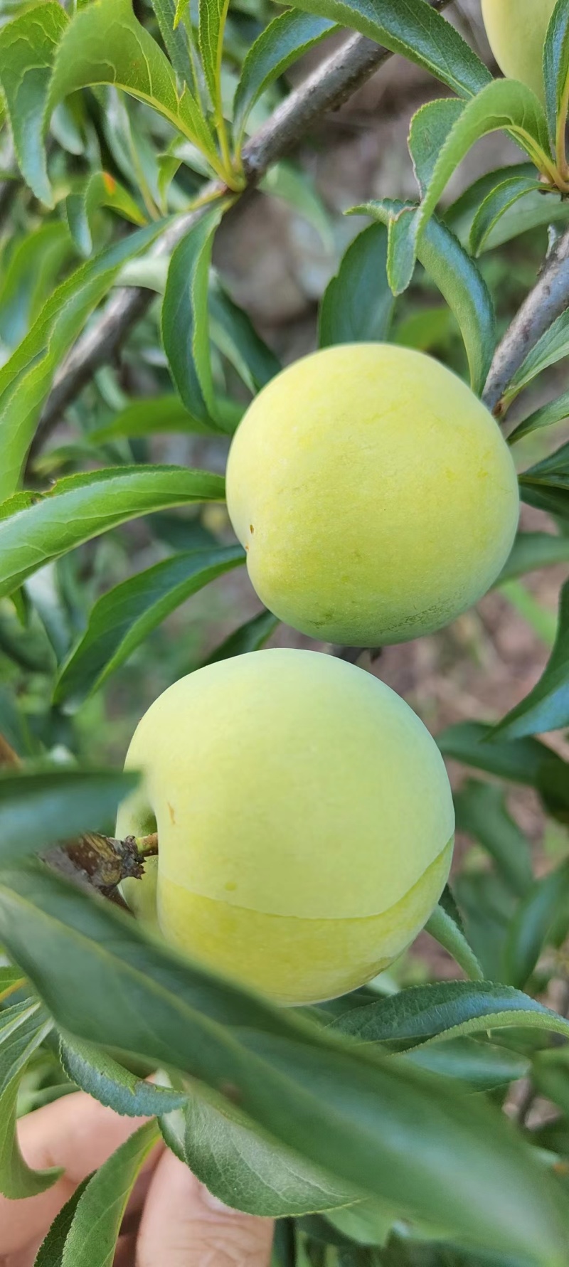 正中贵州蜂糖李