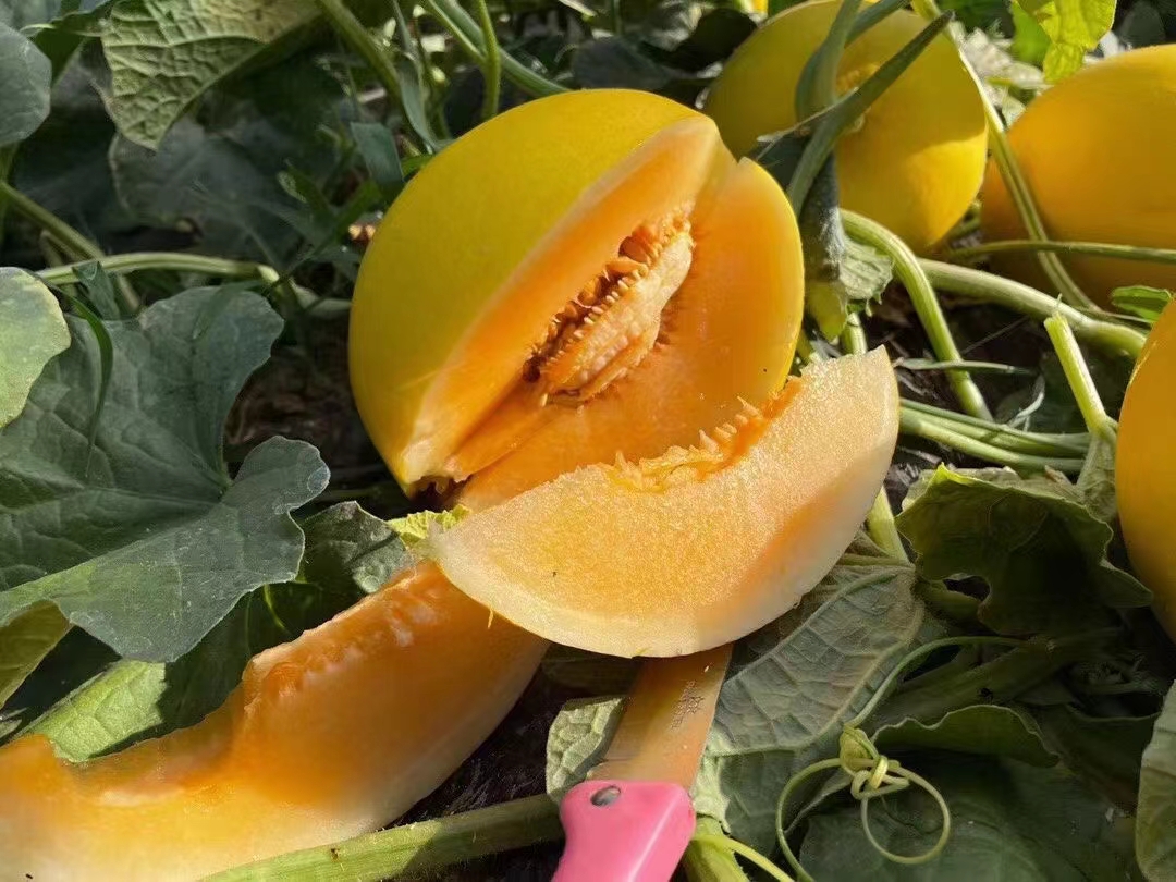 甜瓜牡丹江果实特写