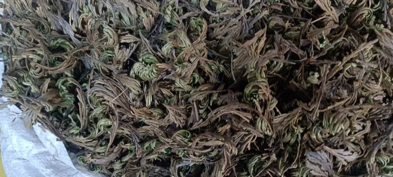 九死还魂草墅生卷柏中药材全国发货量大从优
