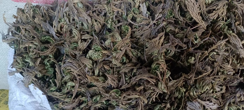 九死还魂草墅生卷柏中药材全国发货量大从优