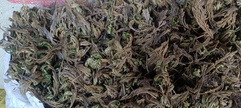 九死还魂草墅生卷柏中药材全国发货量大从优