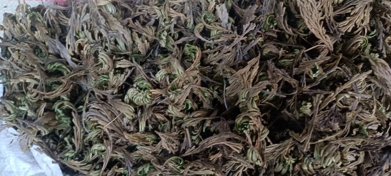 九死还魂草墅生卷柏中药材全国发货量大从优