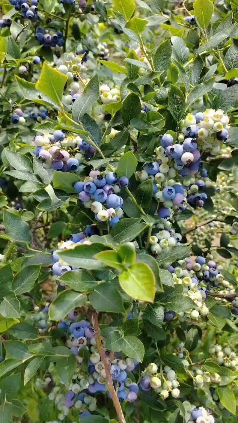 无添加不加糖蓝莓干果干