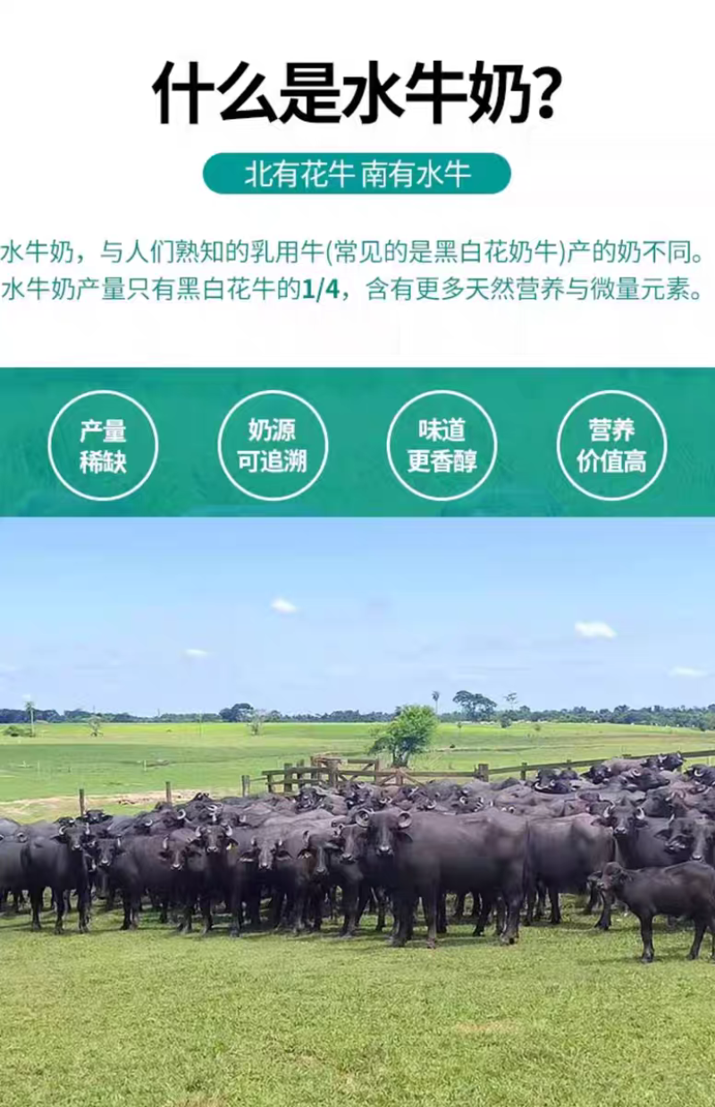 可代发，蛋白达到3.83的水牛奶，口感非常好，低脂高钙高