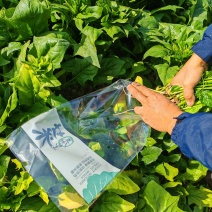 上海悬壶颐食蔬菜