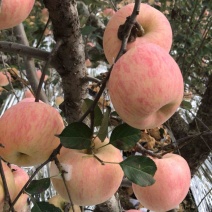 栖霞大苹果有大量现货