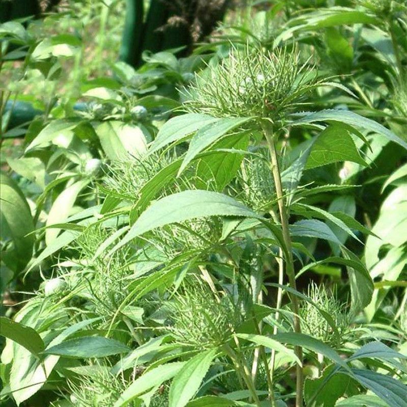 中药材苍术苍术干货苍术特级新鲜干货