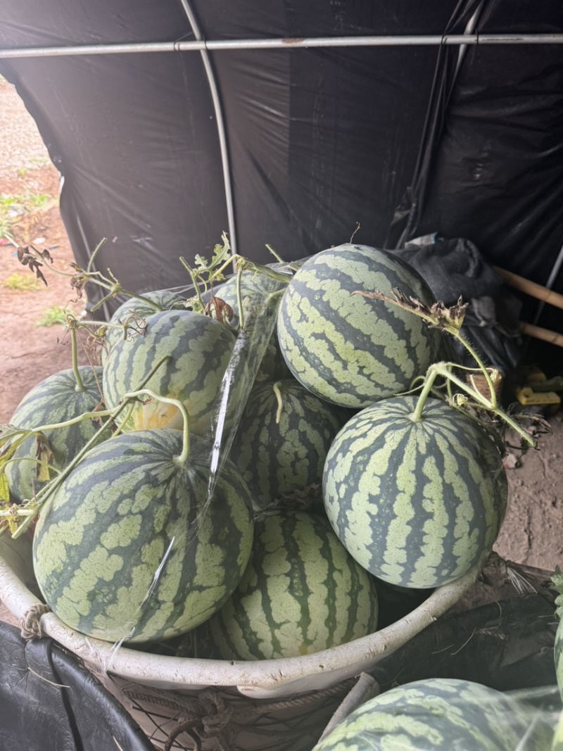 拉秧瓜毛毛钱的价格无黄心无水脱