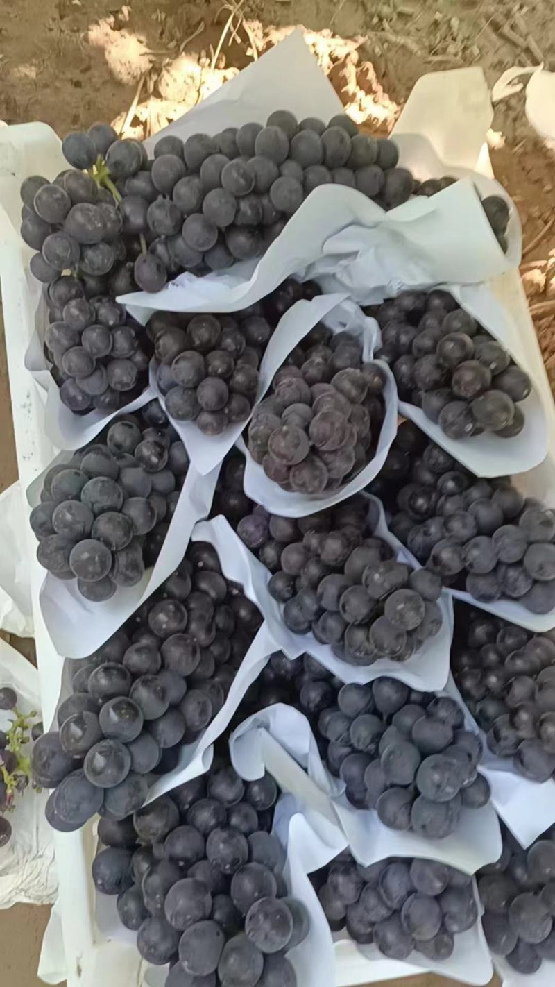 夏黑莆萄大量腾仁莆萄上市中有需要联系我哦！