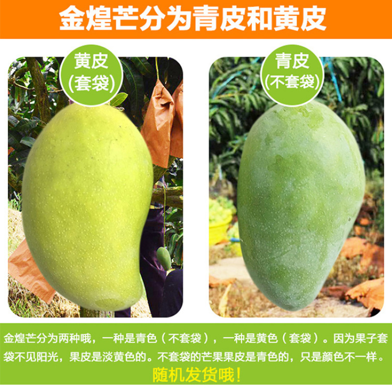 精品金煌芒超甜水仙芒现摘甜心芒非贵妃芒小台大芒果一件代发