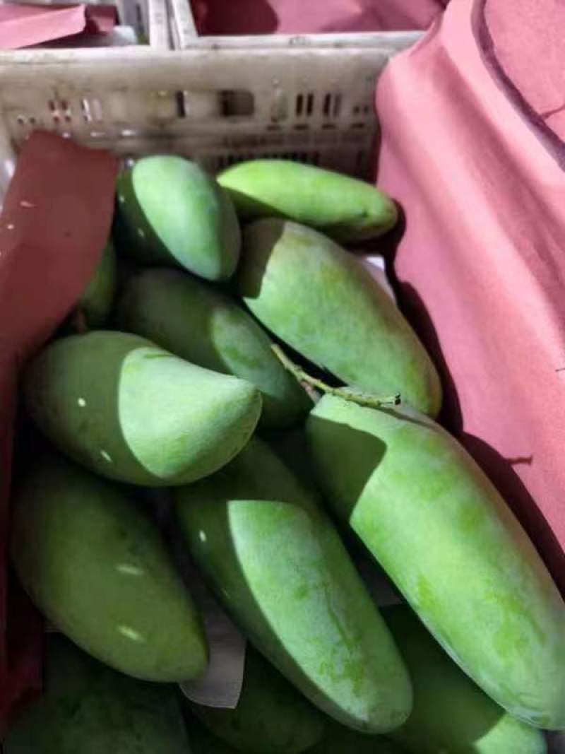 精品金煌芒超甜水仙芒现摘甜心芒非贵妃芒小台大芒果一件代发