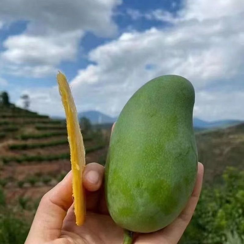 精品金煌芒超甜水仙芒现摘甜心芒非贵妃芒小台大芒果一件代发