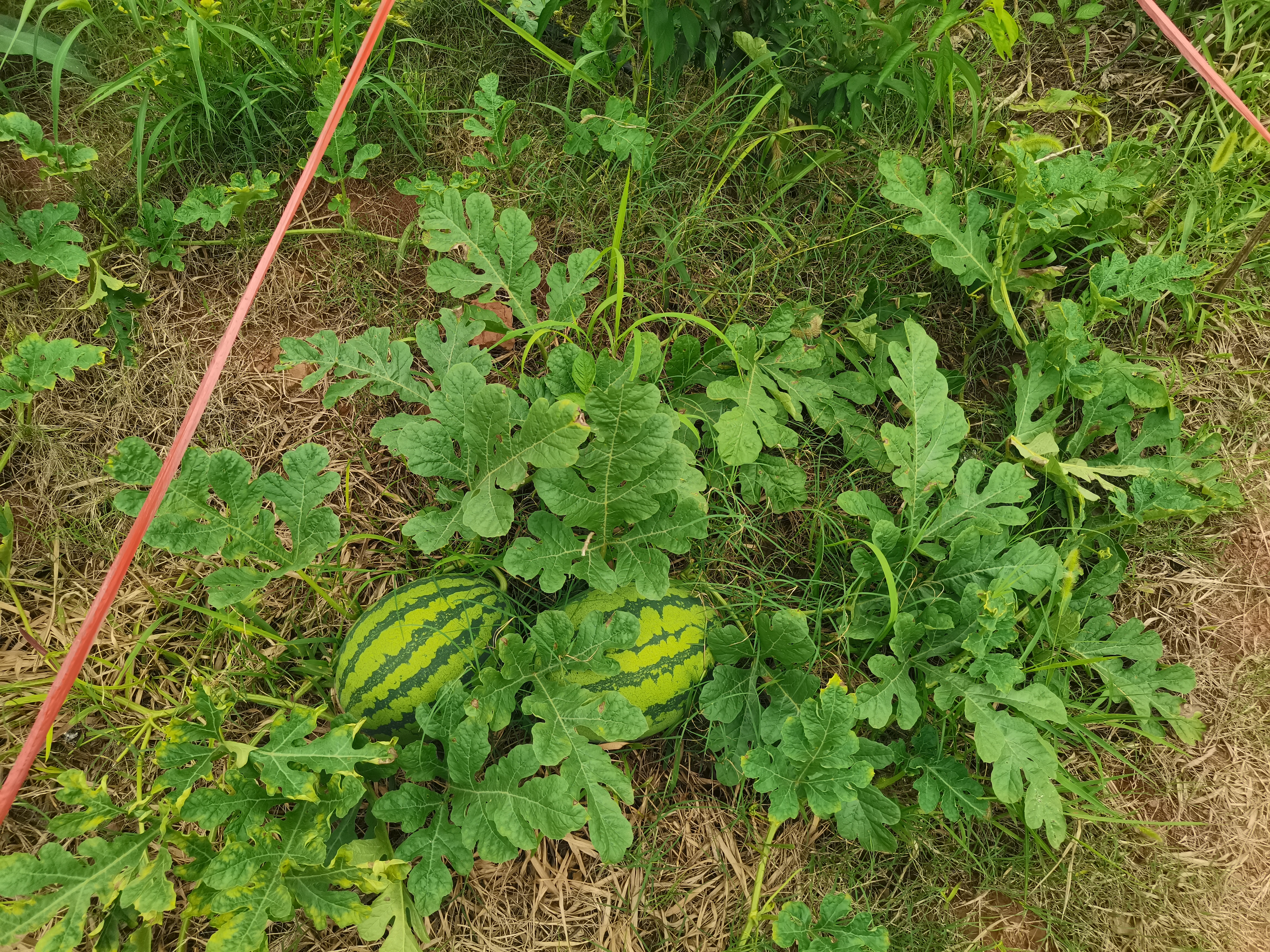 美都麒麟瓜田间种植场景
