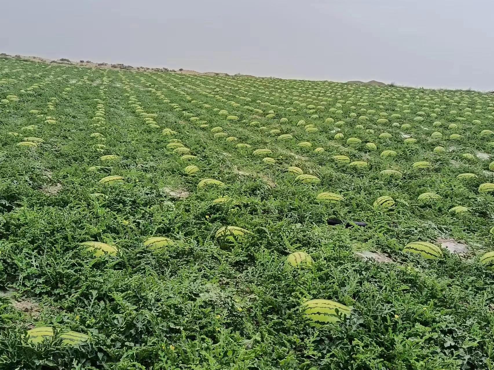 伽师瓜种植基地航拍图