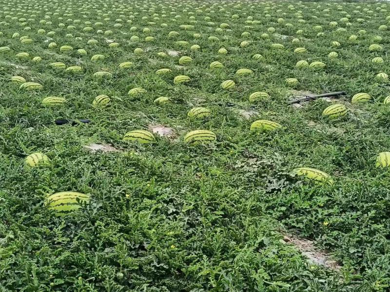 【硒砂瓜】宁夏硒砂瓜石缝瓜皮薄多汁大量供应全国发货