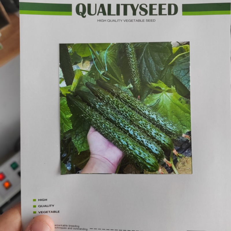 黄瓜种子青丰强磁油量密刺黄瓜种子黄瓜籽