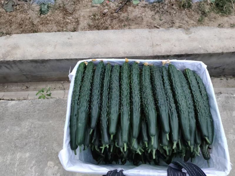 黄瓜大量供货基地直供