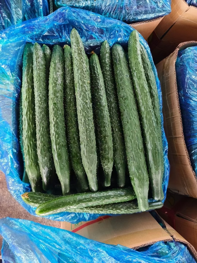 黄瓜大量供货基地直供