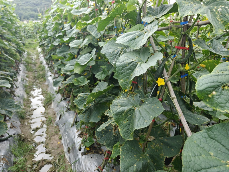 黄瓜大量供货基地直供