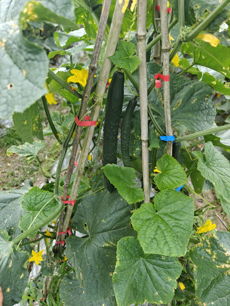 黄瓜大量供货基地直供