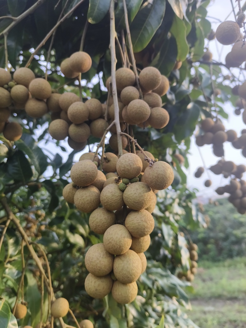 广东龙眼大量上市！需要的随时联系我！！