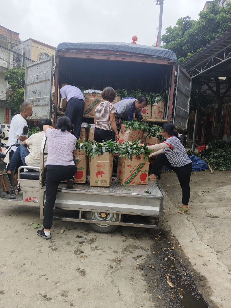 广东龙眼大量上市！需要的随时联系我！！