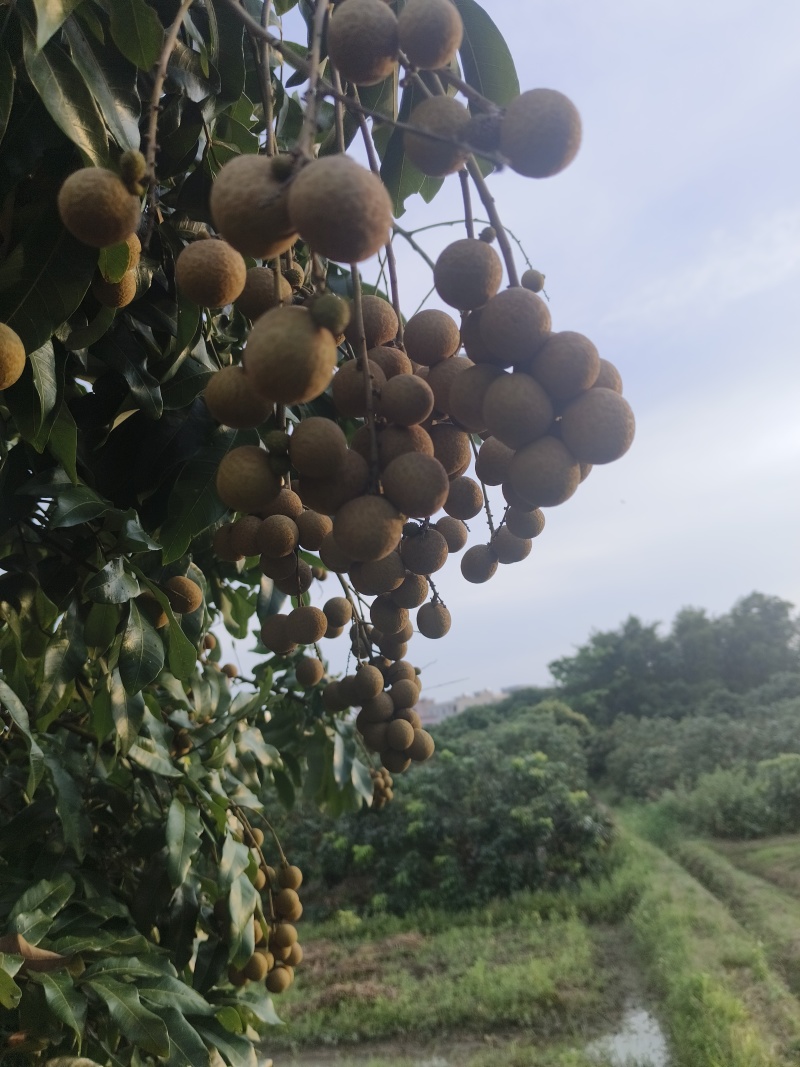 广东龙眼大量上市！需要的随时联系我！！