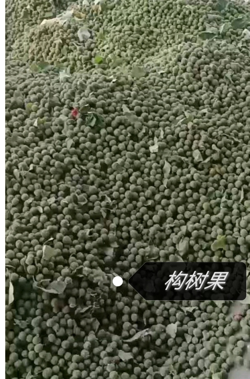 构树果大量有货有需要的老板欢迎合作