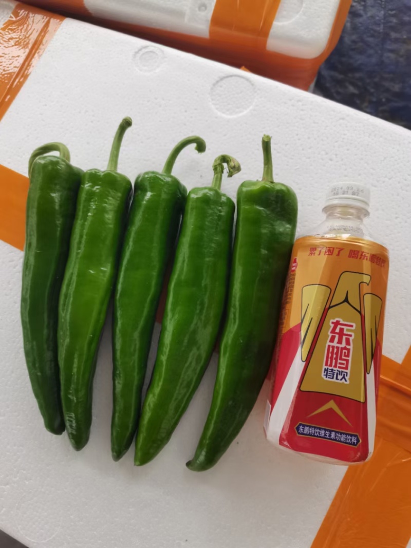 大青椒