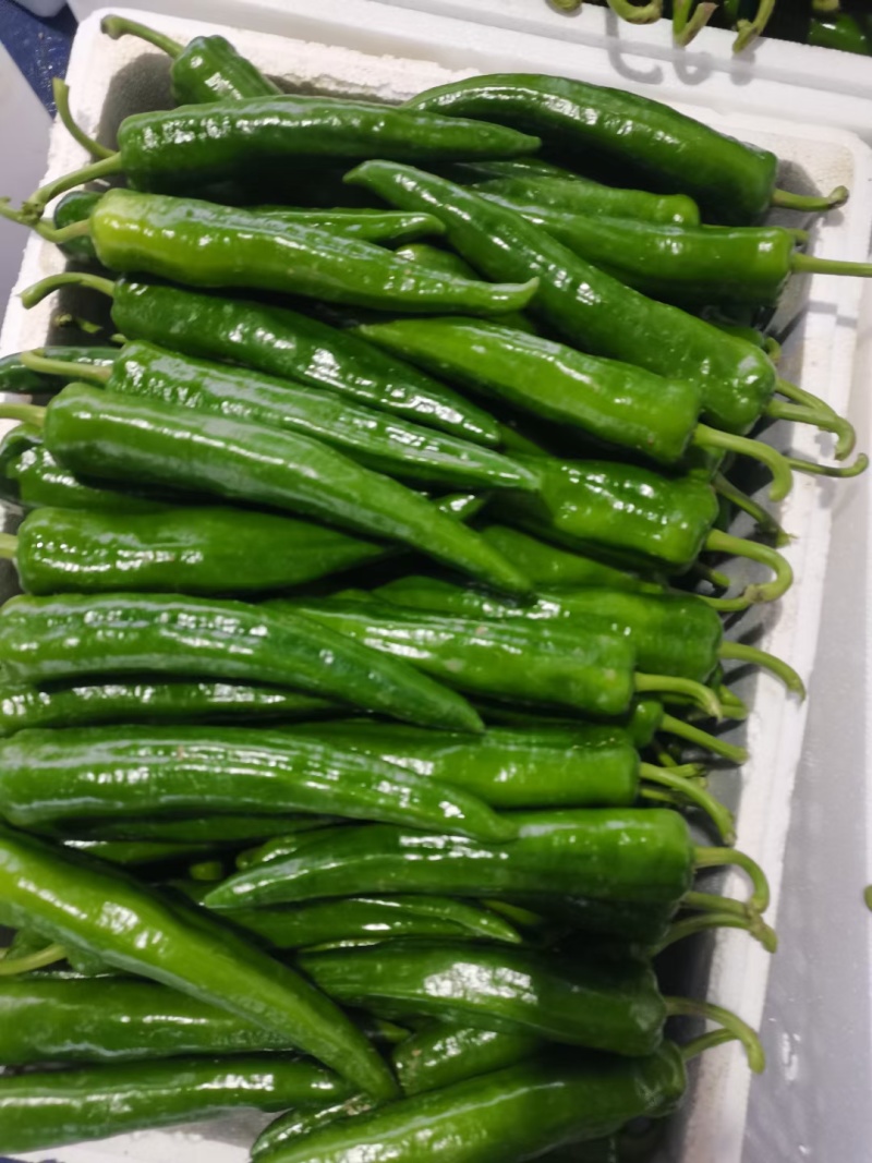 大青椒