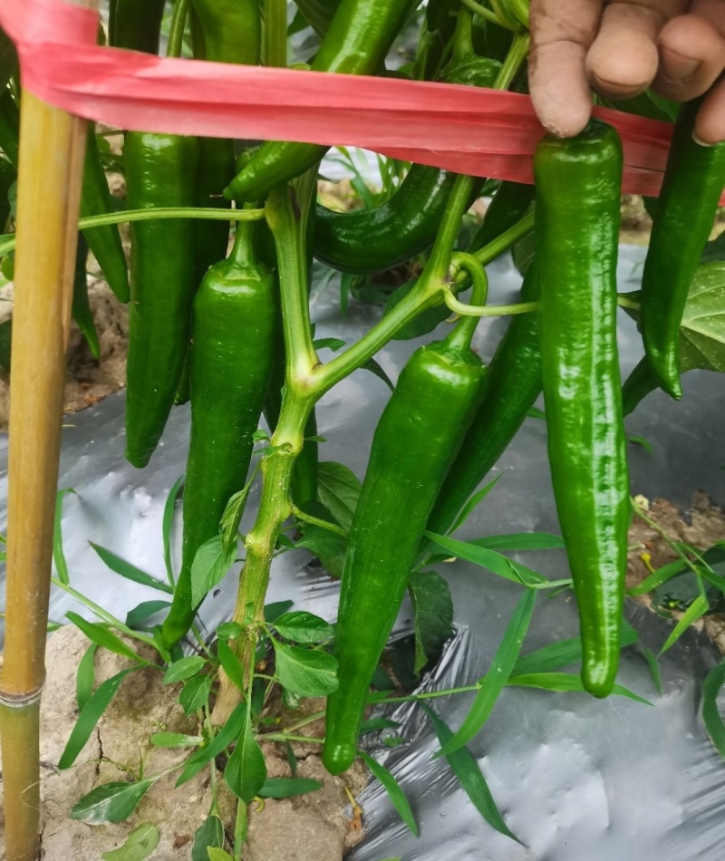大青椒