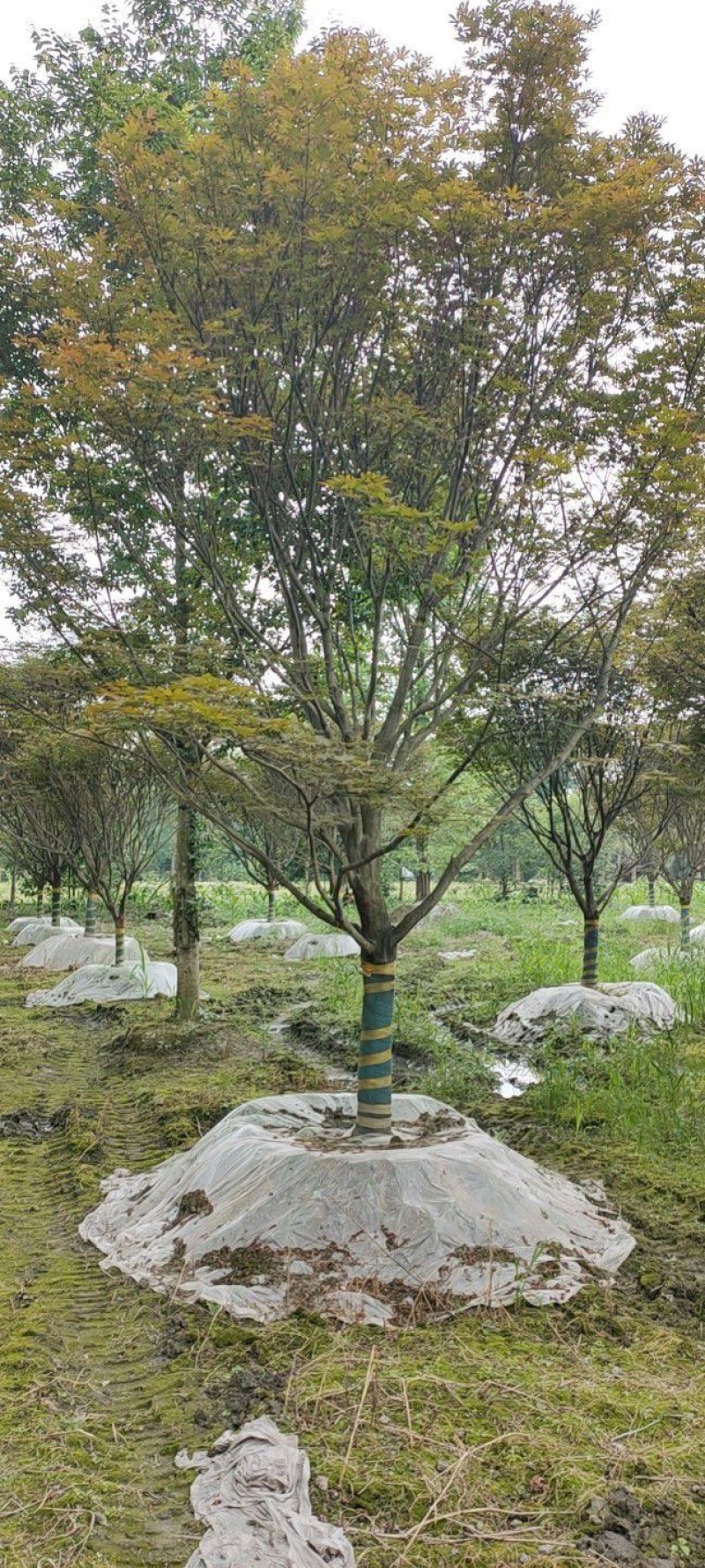 红枫