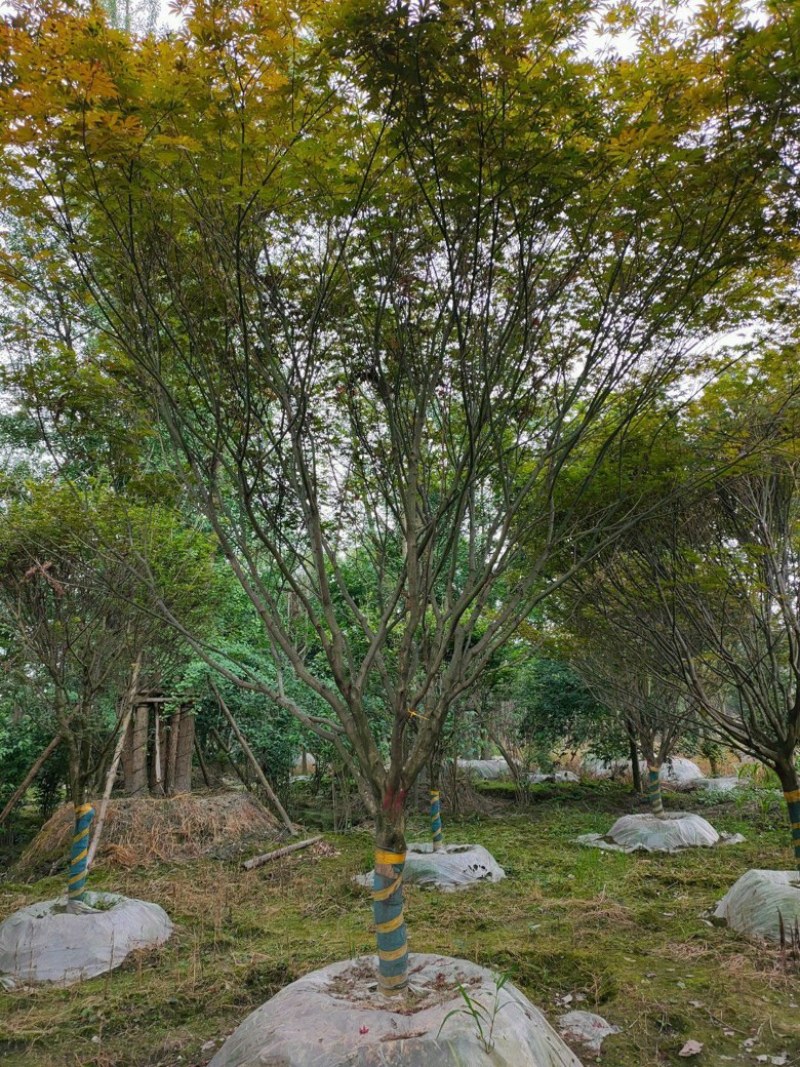红枫
