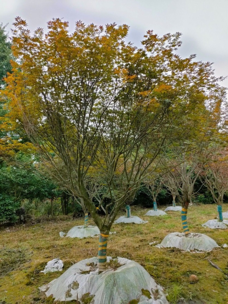 红枫