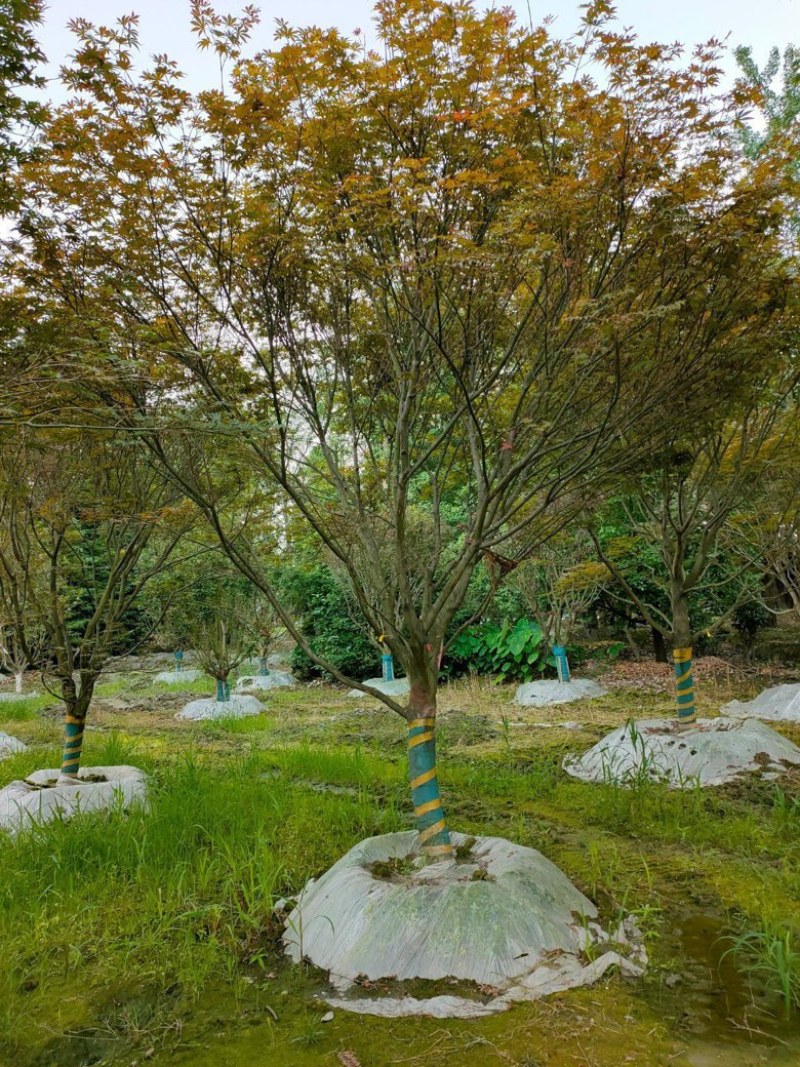 红枫