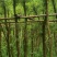 红千层4～6公分产地直发规格齐全保证质量优欢迎来电