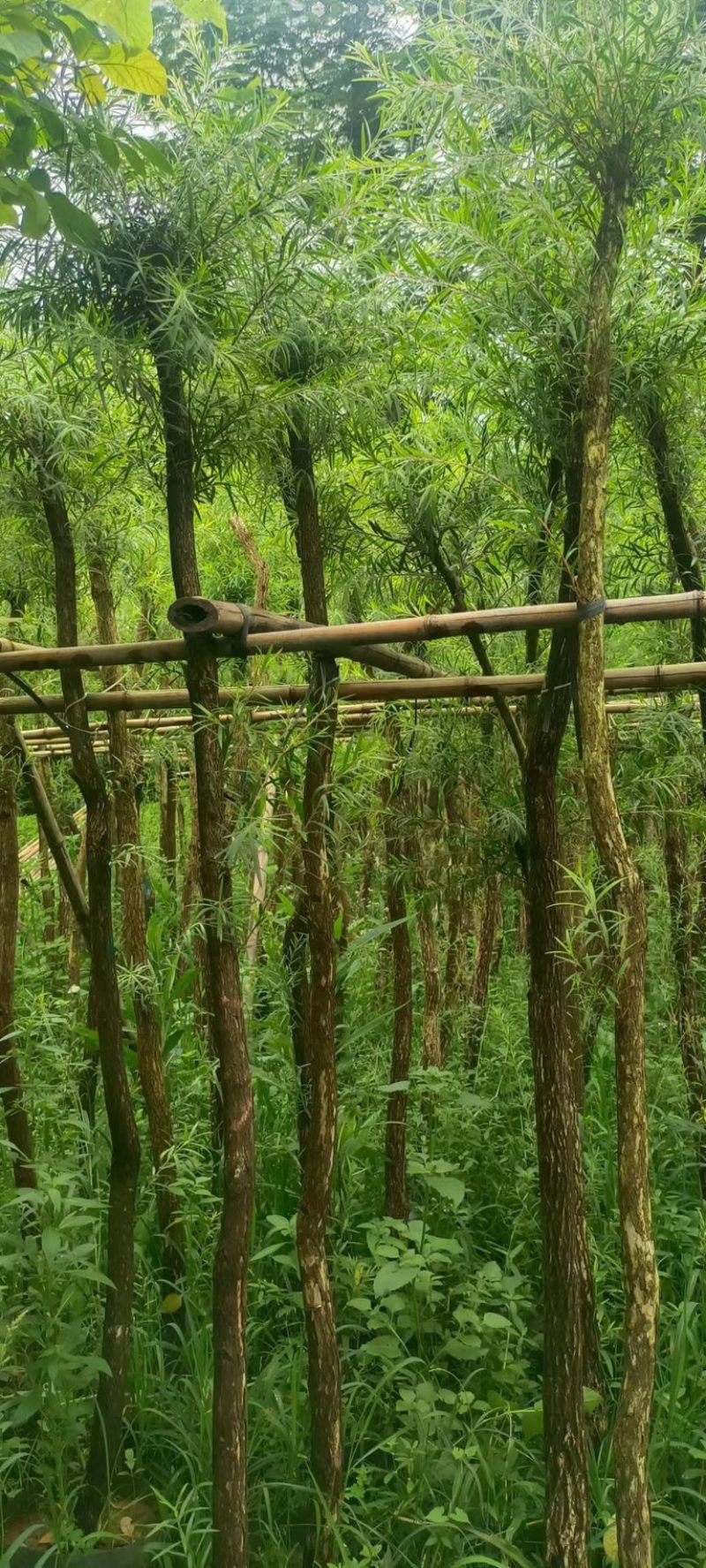 红千层4～6公分产地直发规格齐全保证质量优欢迎来电