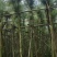 红千层4～6公分产地直发规格齐全保证质量优欢迎来电
