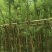 红千层4～6公分产地直发规格齐全保证质量优欢迎来电