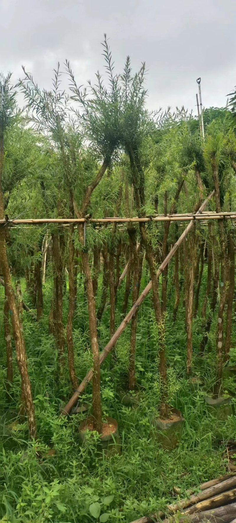 红千层4～6公分产地直发规格齐全保证质量优欢迎来电
