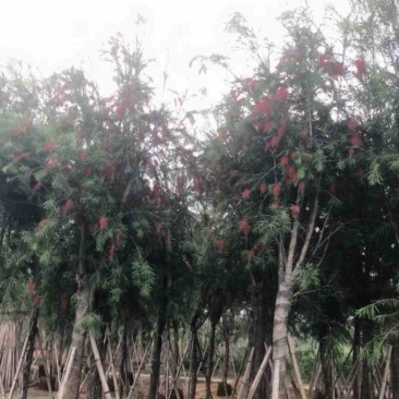 红千层4～6公分产地直发规格齐全保证质量优欢迎来电