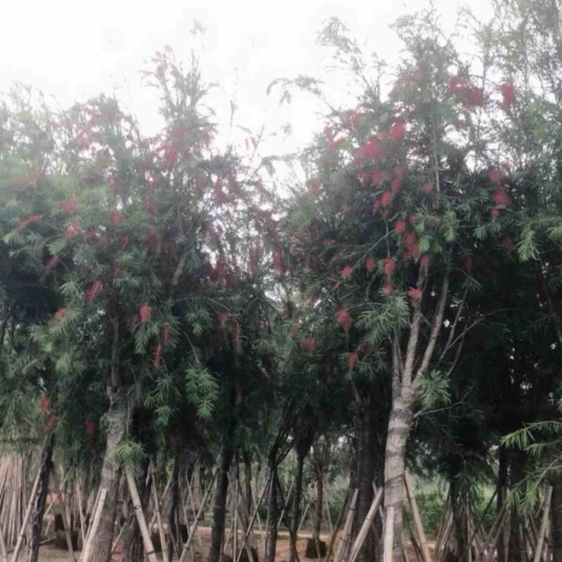 红千层4～6公分产地直发规格齐全保证质量优欢迎来电