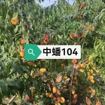 中蟠104桃苗晚熟黄肉漫溶质毛蟠桃丰产品质优