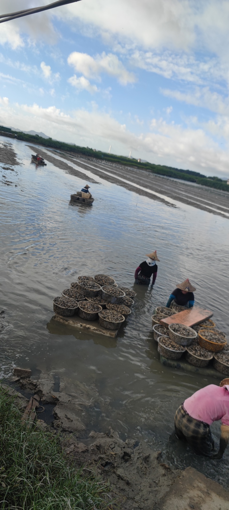 海蛏批发，福建自家基地一手海蛏批发